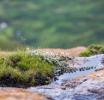 Eastern Cape Grasslands declared a national park. 
